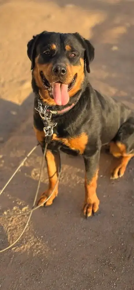 Sasha photo 3