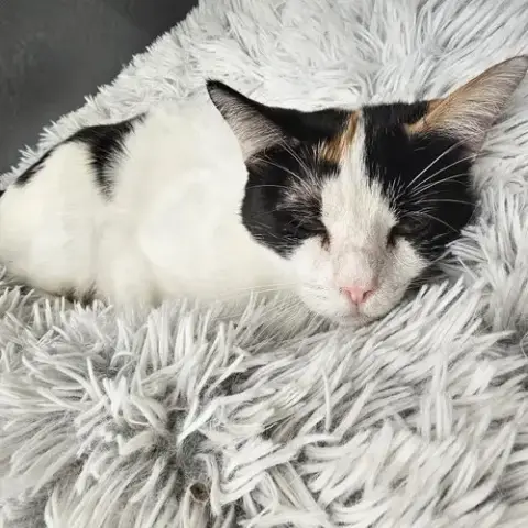 Daphne photo 2