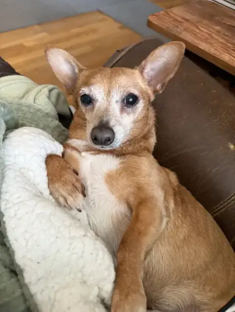 Senor Pickles photo 2