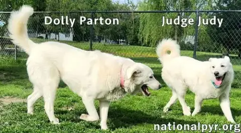 Judge Judy & Dolly Parton In Ky photo 3