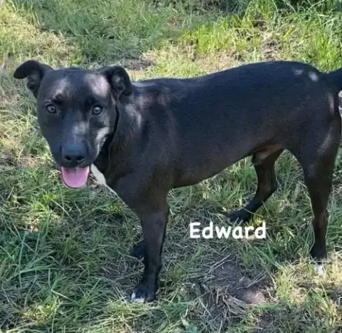 Edward photo 3