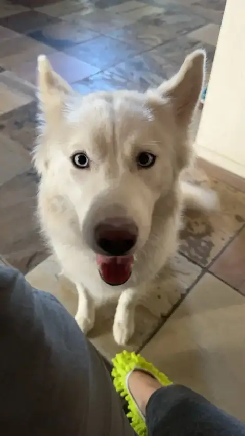 Suki #4