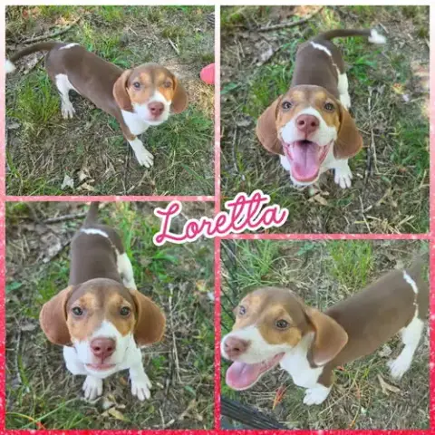 Loretta