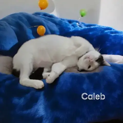 Caleb photo 5