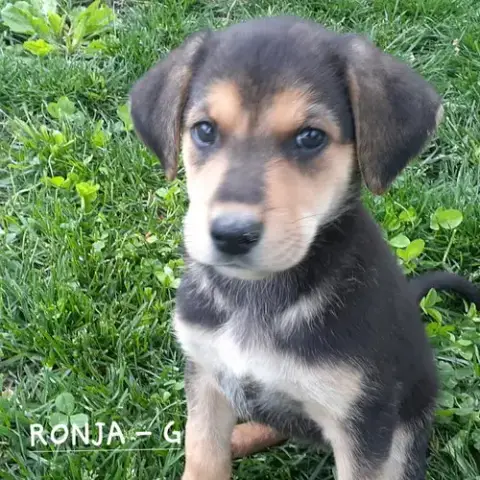 Ronja photo 3