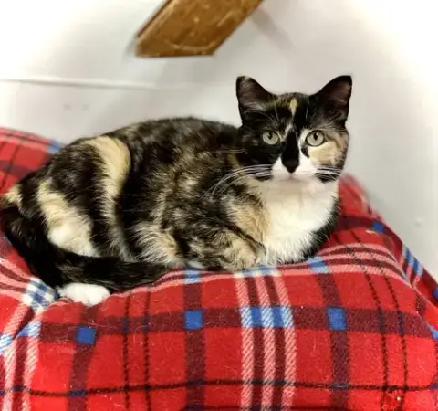 Rita
