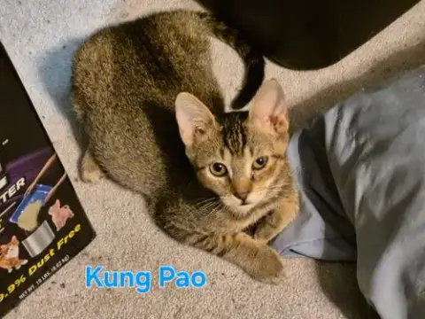 Kung Pao photo 3