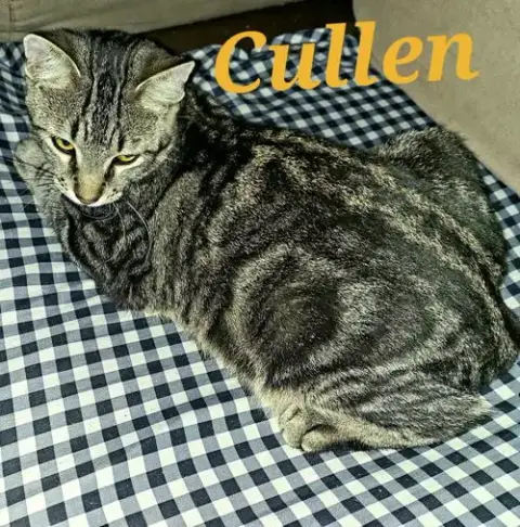 Cullen