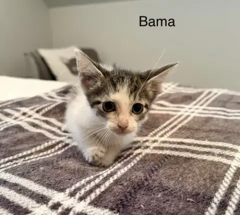 Bama photo 3