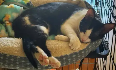 Simba photo 2