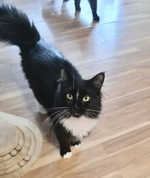 Willow