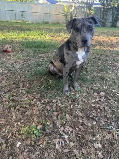 Bauer