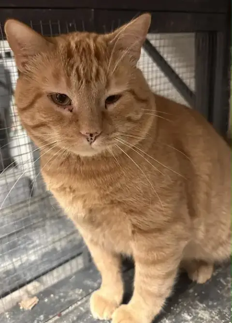 Tonka