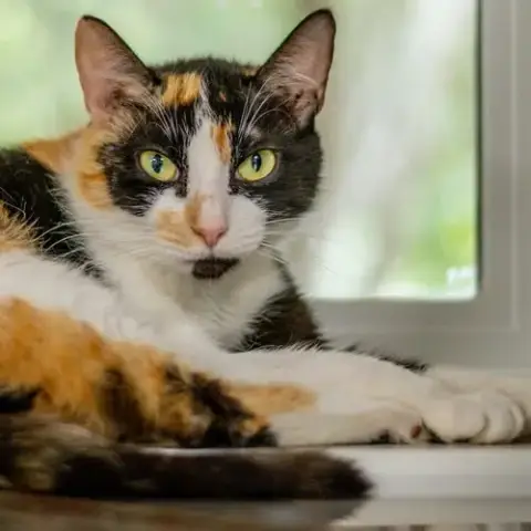 Ginger photo 3