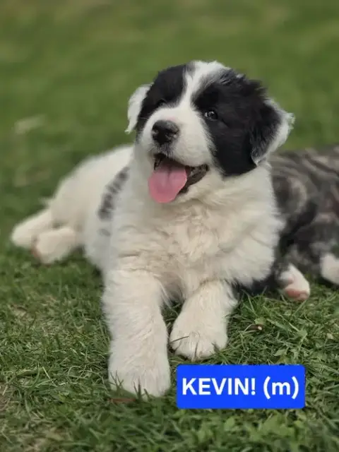 Kevin