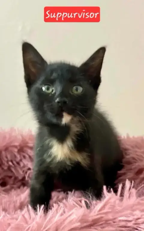 Supurrvisor