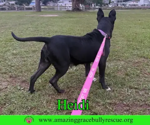 Heidi photo 3