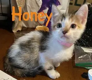 Honey photo 3