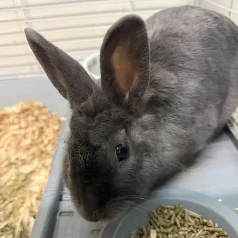 Mabel photo 2