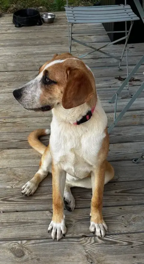 Bb
