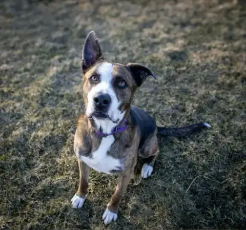 Ares photo 2
