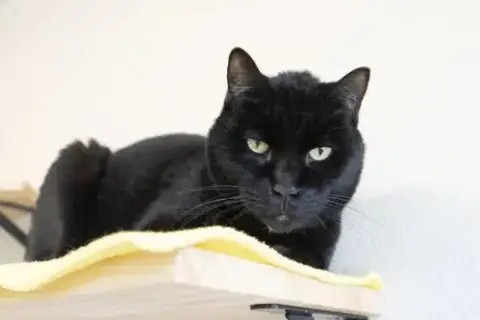 Zorro