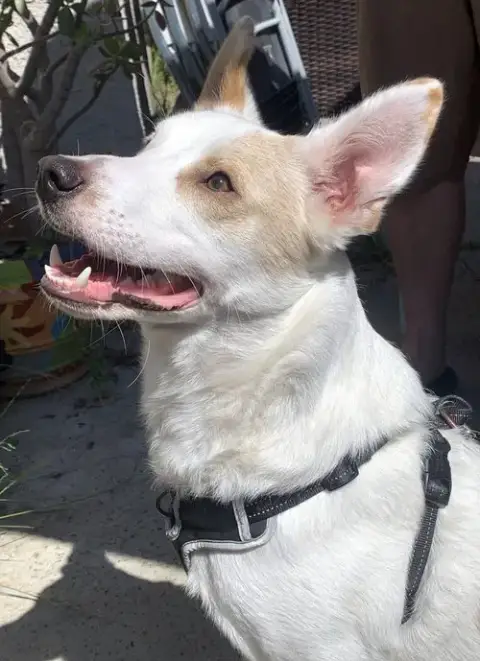 Jasper photo 2