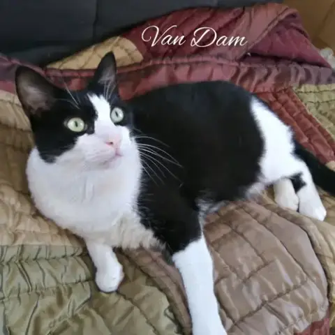 Van Dam photo 5