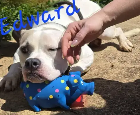 Edward photo 2