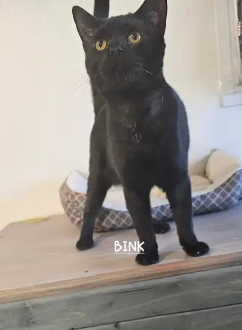Binx