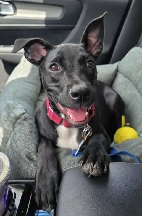 Elphie photo 3