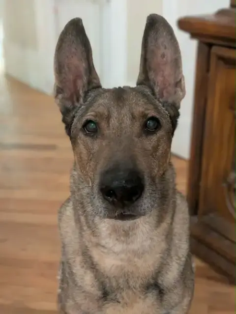 Zaxby photo 4