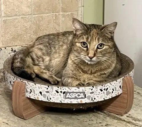 Amber
