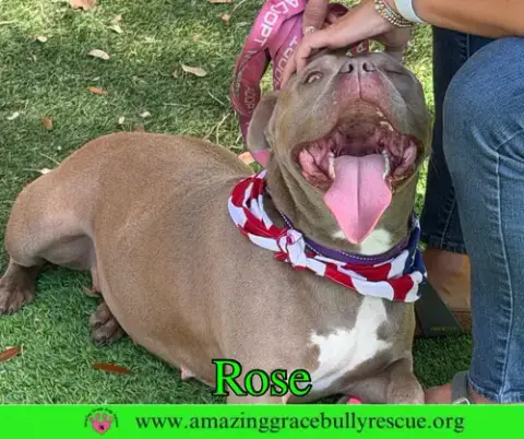 Rose photo 2