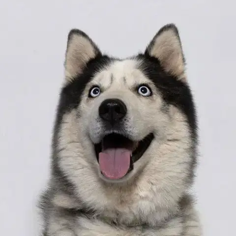 Finn