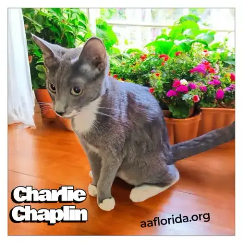 Charlie Chaplin photo 2