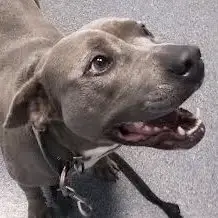 Diamond *Adopt Or Foster* photo 2