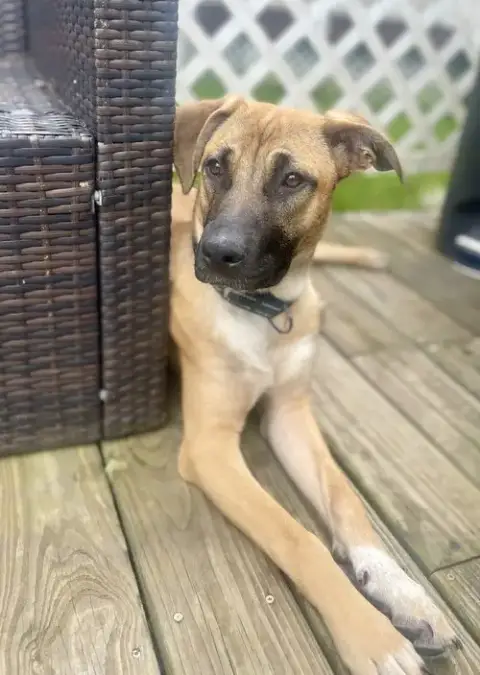 Nala