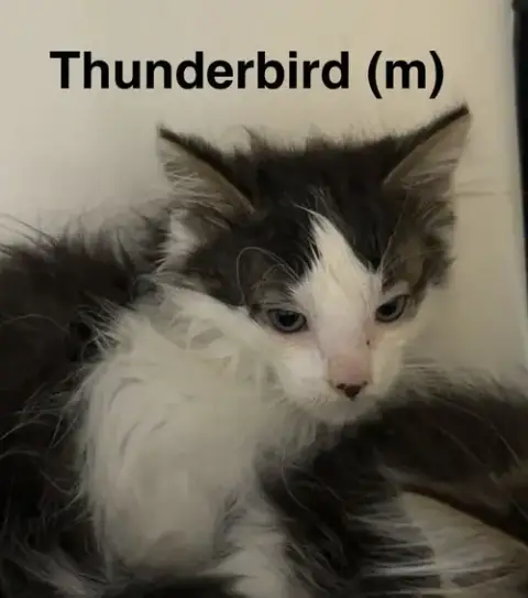 Thunderbird photo 2