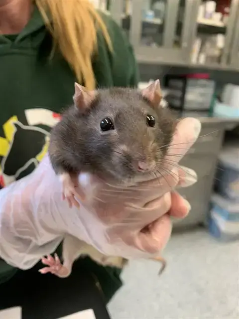 Basil
