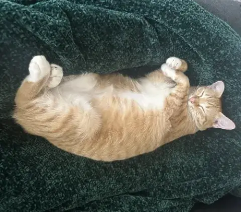 Cheeto #Craves-Attention photo 3