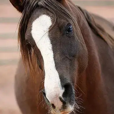 Helen