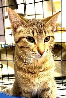 Chai *In Foster*