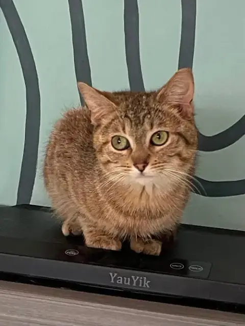 Whitney