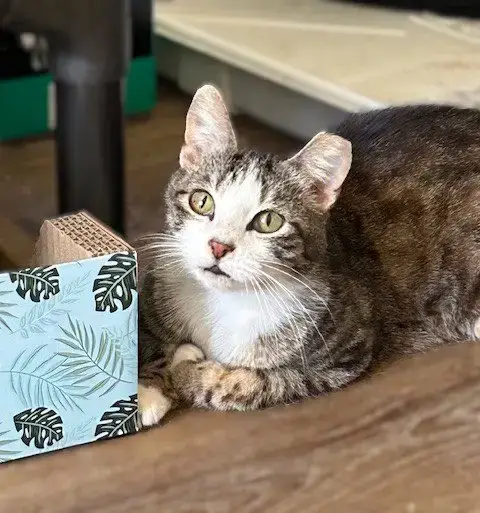 Frankie -Gentle Sweetheart photo 3