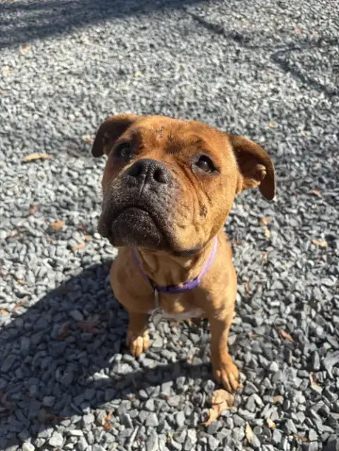 Roxie