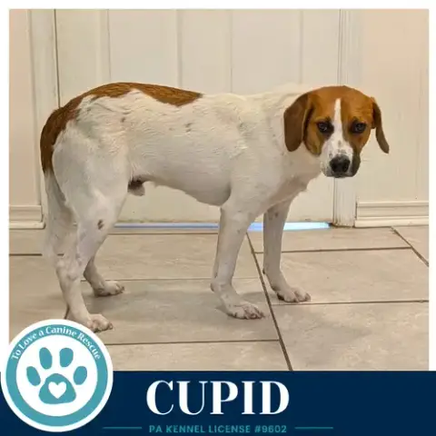 Cupid 053026 photo 2