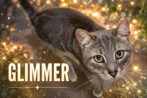 Glimmer photo 4
