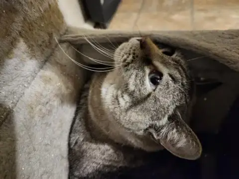 Susie