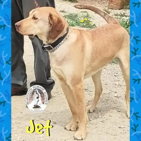 Jet photo 3